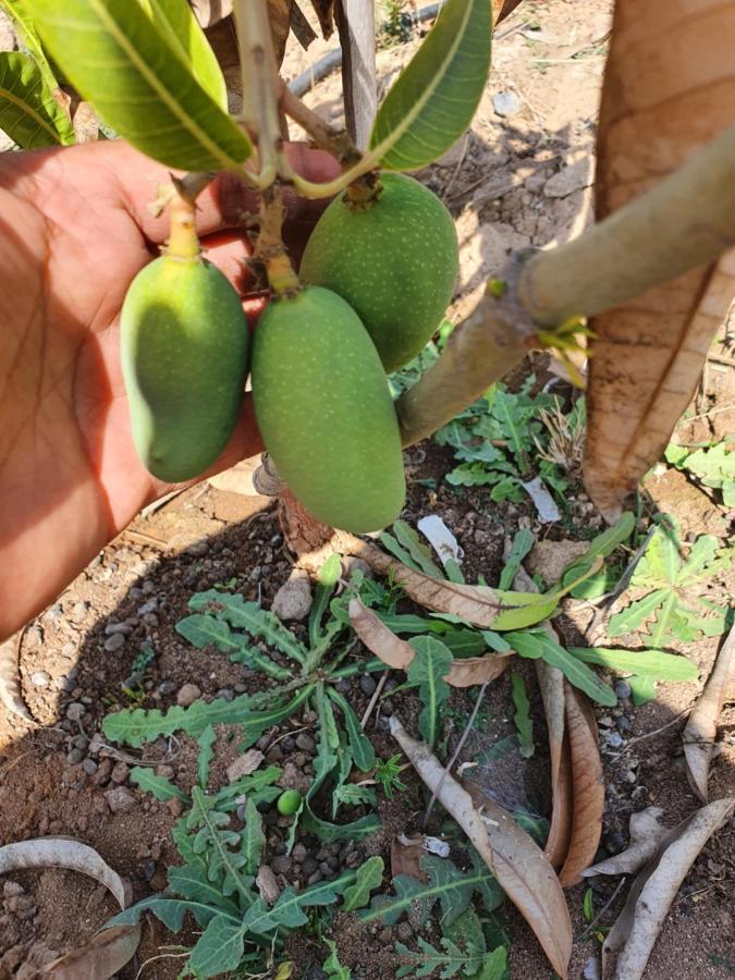 Krishna Farm & Forest Villa Bhuj Bagian luar foto